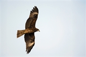 511 Black-eared Kite