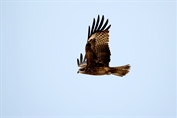 512 Black-eared Kite