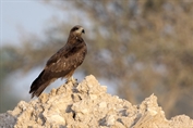 513 Black-eared Kite