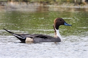 514 Northern Pintail