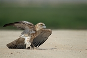 516 Short-toed Snake Eagle