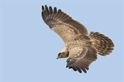 518 Short-toed Snake Eagle