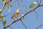 520 Sykes's Warbler