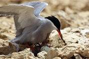 523 White-cheeked Tern