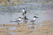 525 Little Tern