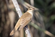 526 Great Reed Warbler