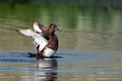 529 Ferruginous Duck