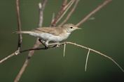 530 Sykes's Warbler