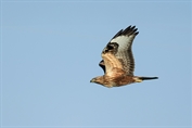 534 Northern Long-legged Buzzard