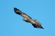 535 Northern Long-legged Buzzard