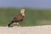 537 Northern Long-legged Buzzard