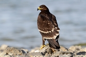 544 Greater Spotted Eagle