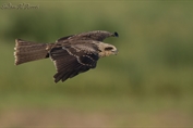 554 Black-eared Kite