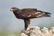 556 Greater Spotted Eagle