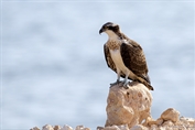 558 Western Osprey