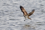 562 Western Osprey