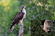 563 Northern Oriental Honey-Buzzard