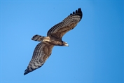564 Northern Oriental Honey-Buzzard