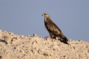 567 Northern Oriental Honey-Buzzard