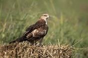 569 Northern Oriental Honey-Buzzard