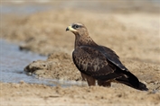 572 European Honey Buzzard