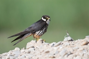 582 Western Eurasian Hobby