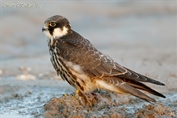 585 Western Eurasian Hobby