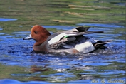 587 Eurasian Wigeon