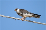 589 Amur Falcon
