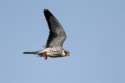590 Amur Falcon
