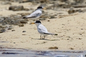 593 Saunders's Tern