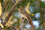 596 Sykes's Warbler