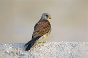 601 Lesser Kestrel