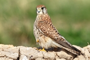 603 Common Kestrel