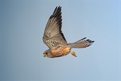 605 Lesser Kestrel