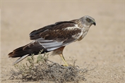 609 Western Marsh Harrier