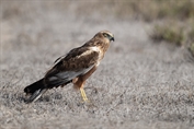611 Western Marsh Harrier