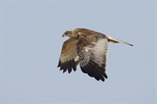 612 Western Marsh Harrier