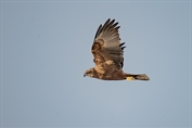 613 Western Marsh Harrier