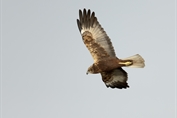 617 Western Marsh Harrier