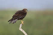 618 Western Marsh Harrier