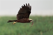 621 Western Marsh Harrier