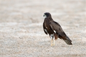 622 Western Marsh Harrier