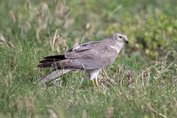 634 Montagu's Harrier