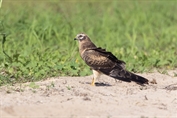 636 Montagu's Harrier