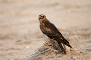 637 Montagu's Harrier