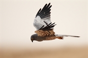 639 Montagu's Harrier