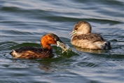 642 Little Grebe