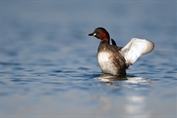 644 Little Grebe