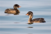 645 Little Grebe